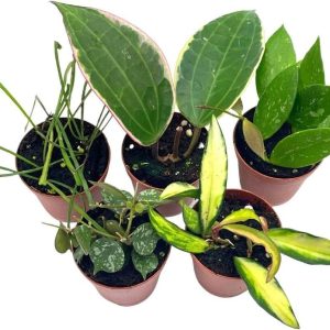 Hoya Variety Assortment Plant Set, Premium Set, Va