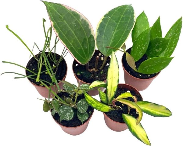 Hoya Variety Assortment Plant Set, Premium Set, Va