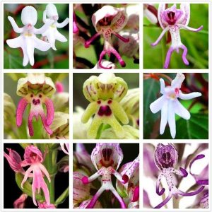 50Pcs Rare Orchid Seeds Man Flowers Orchid Seeds P
