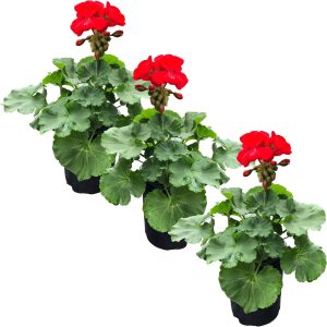 Live Zonal Geraniums - Red (3 Plants Per Pack) - B